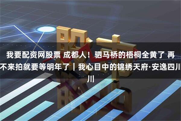 我要配资网股票 成都人！驷马桥的梧桐全黄了 再不来拍就要等明年了｜我心目中的锦绣天府·安逸四川